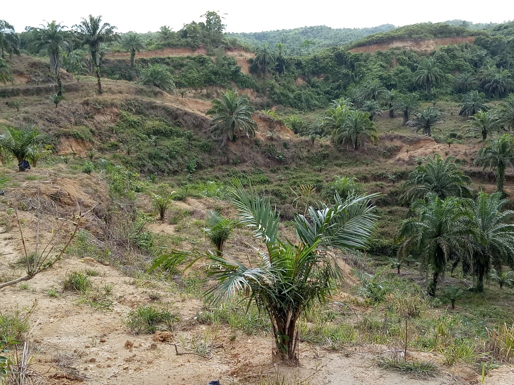 Kebun Sawit Baro Paya